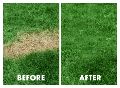 grotrax grass before and after