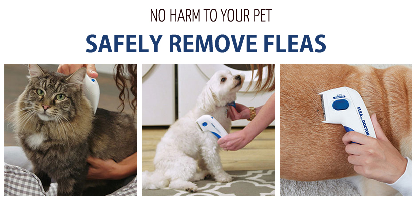 safely remove fleas