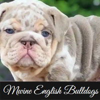 Mwine English Bulldogs