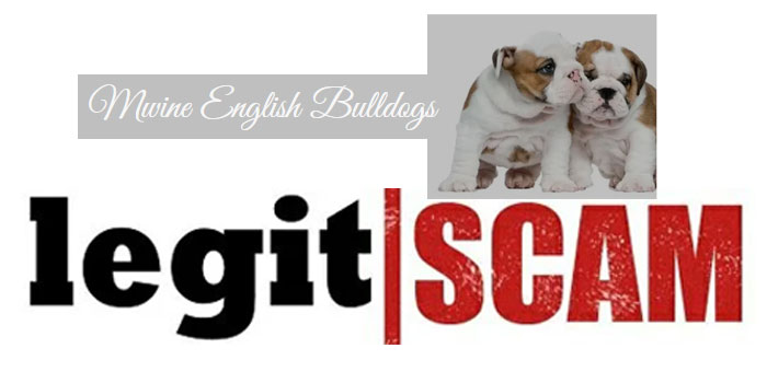 is mwine english bulldogs legit-or-scam