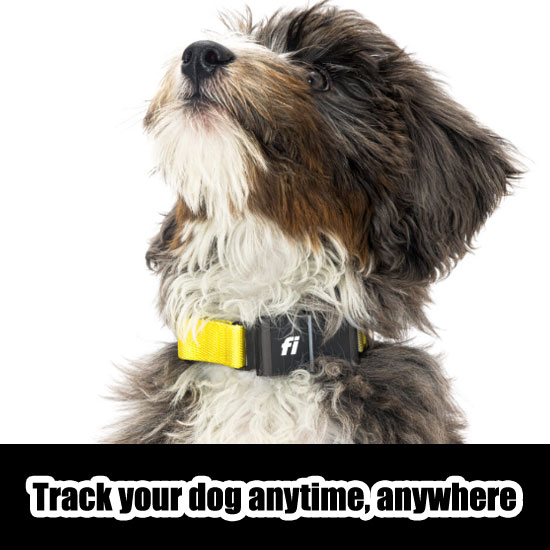 tryfi-reviews-does-it-really-work-to-track-your-dog