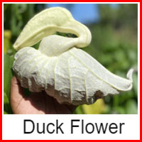 Duck Flower Detox Reviews
