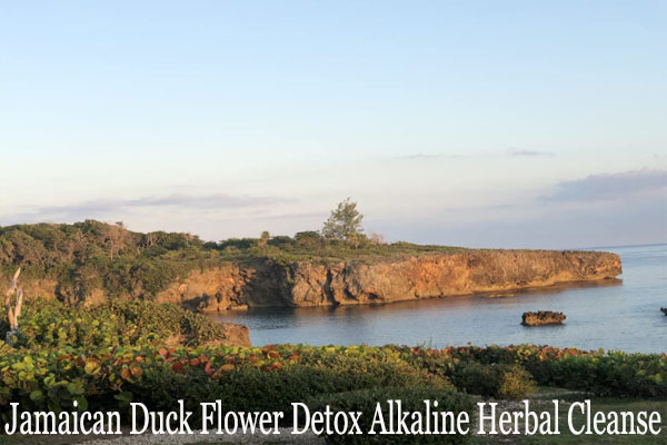 Duck Flower Detox