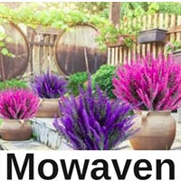 Can Mowaven Be Trusted?